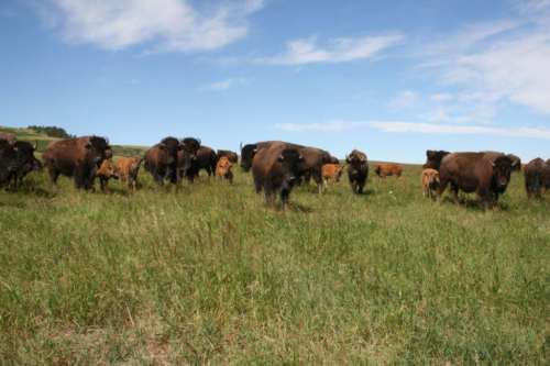 buffalo-nursery-july-avon