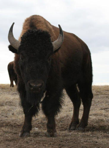Buffalo Welcome | A Voice of Nature